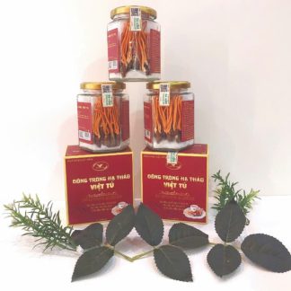 Ký chủ nhộng tằm – 15 con