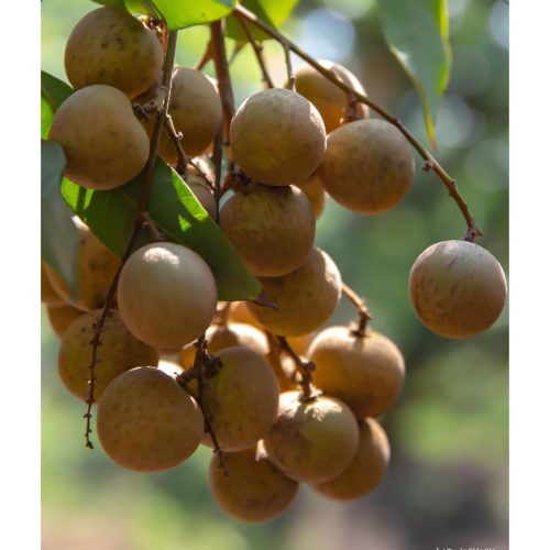 z5887260638389_ced2423794f75f7fec1231c3976aec7e